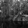Z cypřišových bažin...Everglades